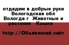 отдадим в добрые руки - Вологодская обл., Вологда г. Животные и растения » Кошки   